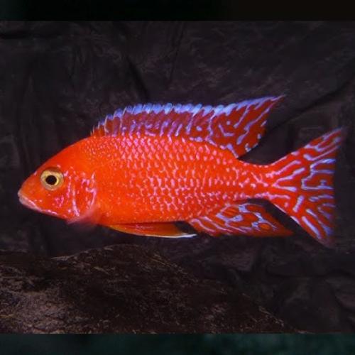Tlamovec 5cm (Aulonocara fire fish)