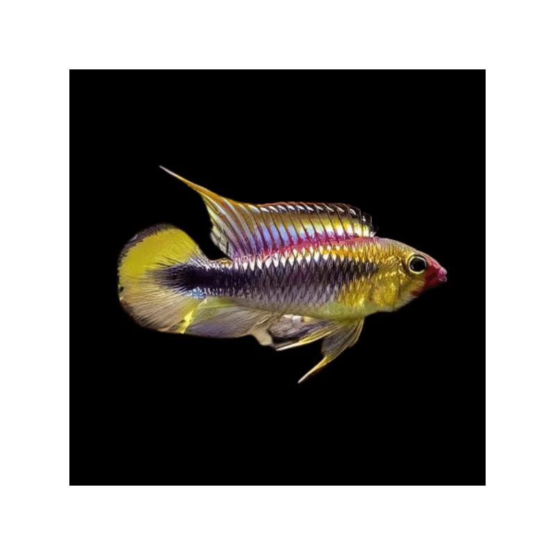Cichlidka Wilhelmiho 4 cm (Apistogramma wilhelmi)
