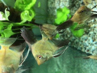 Skalára bulgarian green 3,5cm (Pterophyllum scalare)