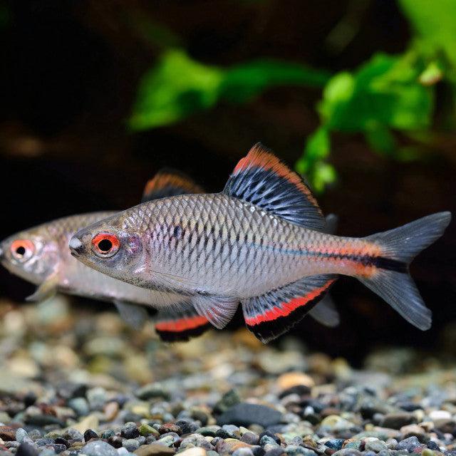 Hořavka (Paratanakia himantegus)