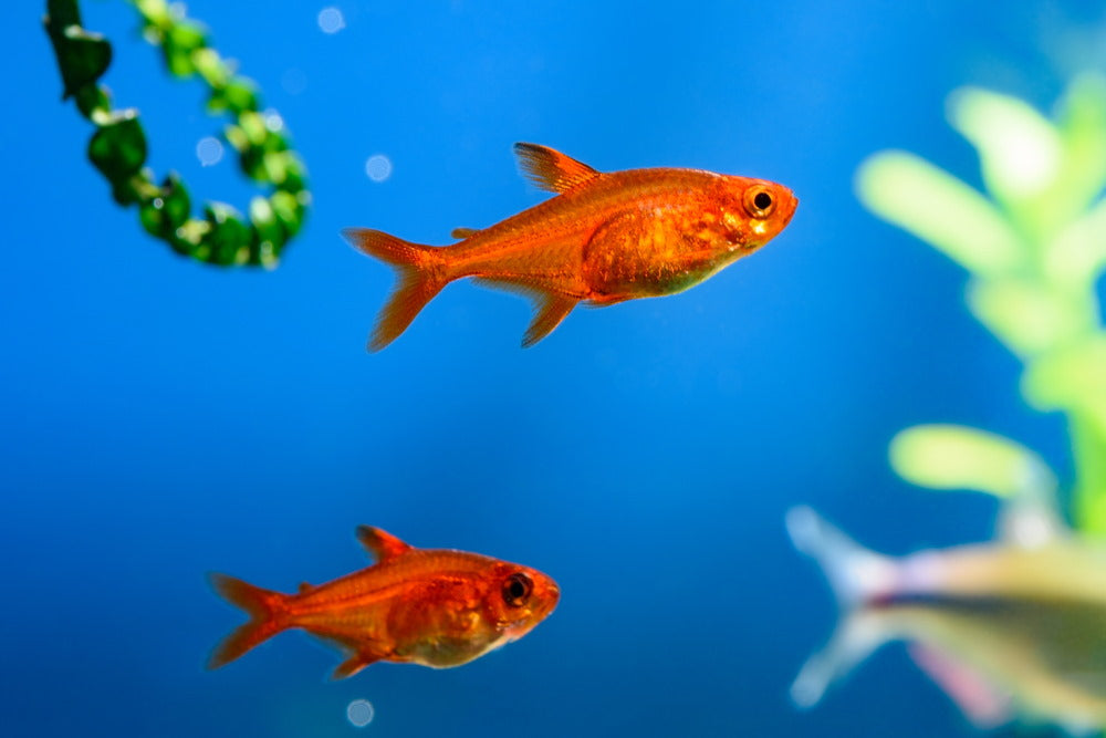 Tetra ohnivá 2cm (Hemigrammus amandae)