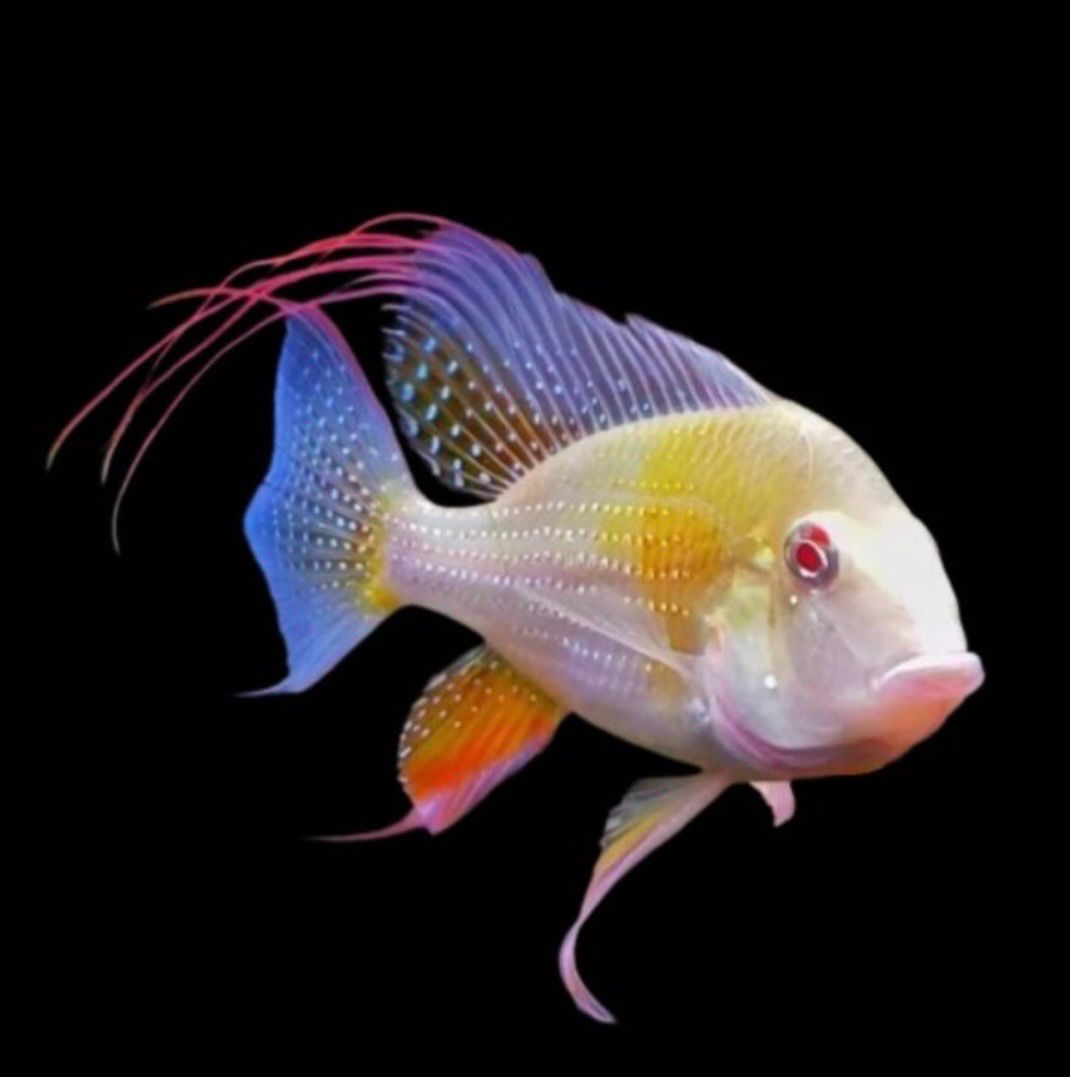 Akara Heckelova albíno 6-7 cm (Acarichthys heckelii „Albino“)