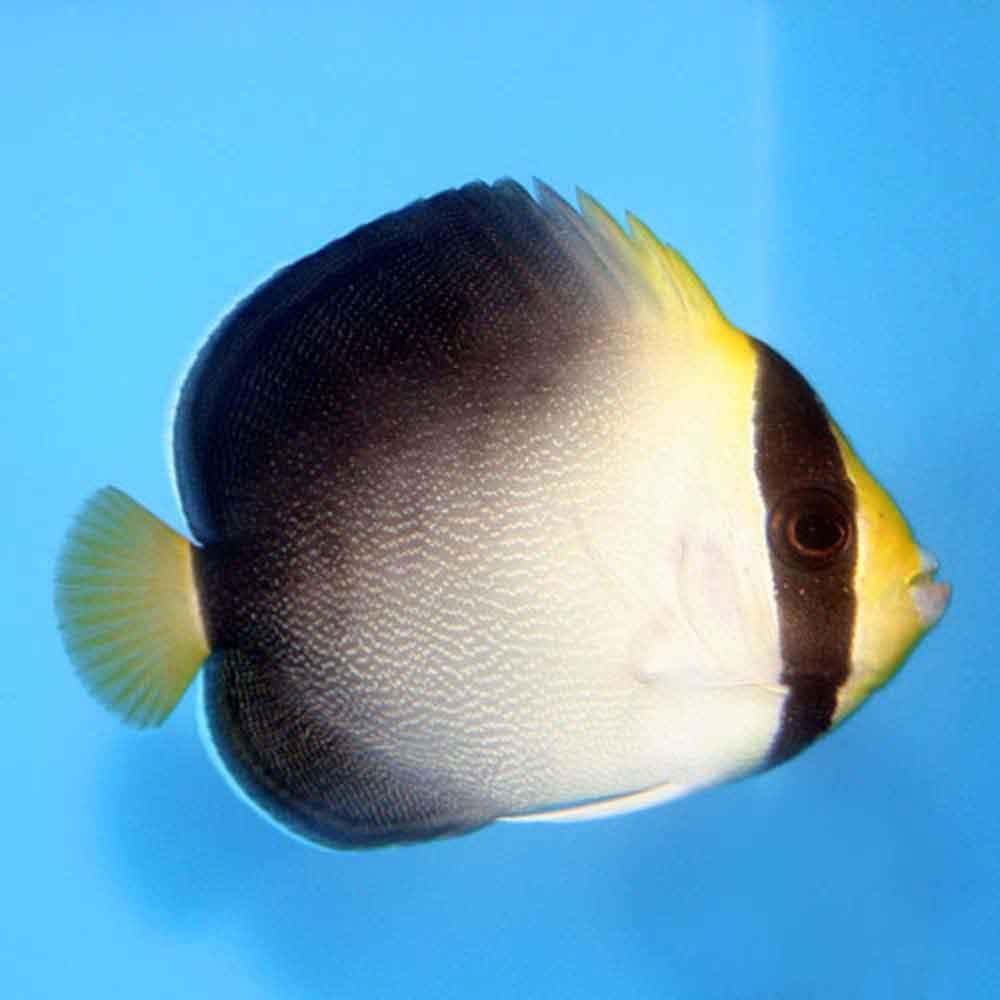 Pomčík Eiblův (Chaetodontoplus mesoleucus Yellow)
