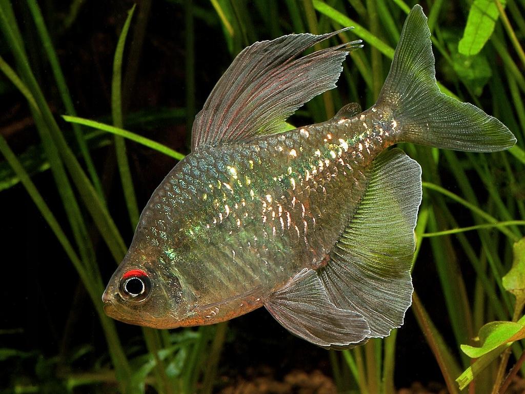 Tetra diamantová 3,5cm (Moenkhausia pittieri)