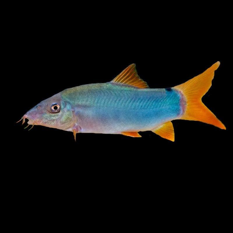 Mřenka modrá 5-6cm (Yasuhikotakia modesta)