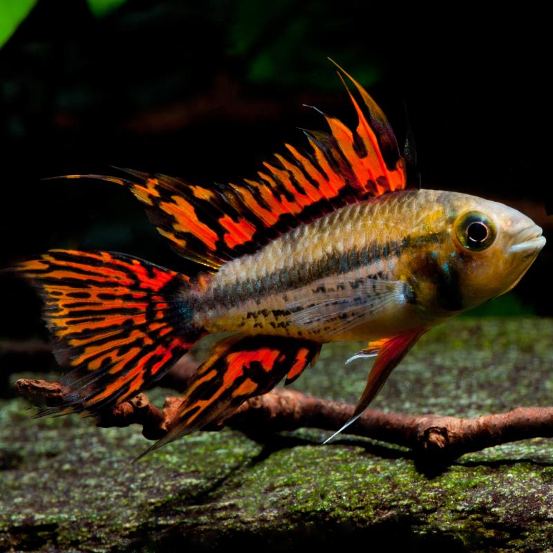 Cichlidka kakadu 4cm (Apistogramma cacatuoides)
