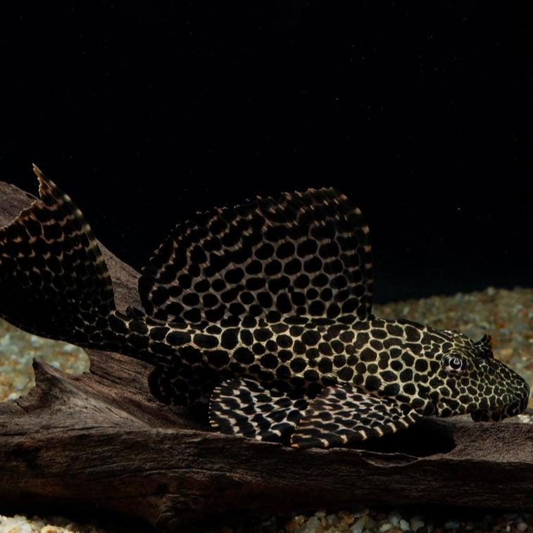 Krunýřovec velkoploutvý 20 -25 cm (Pterygoplichthys gibbiceps)