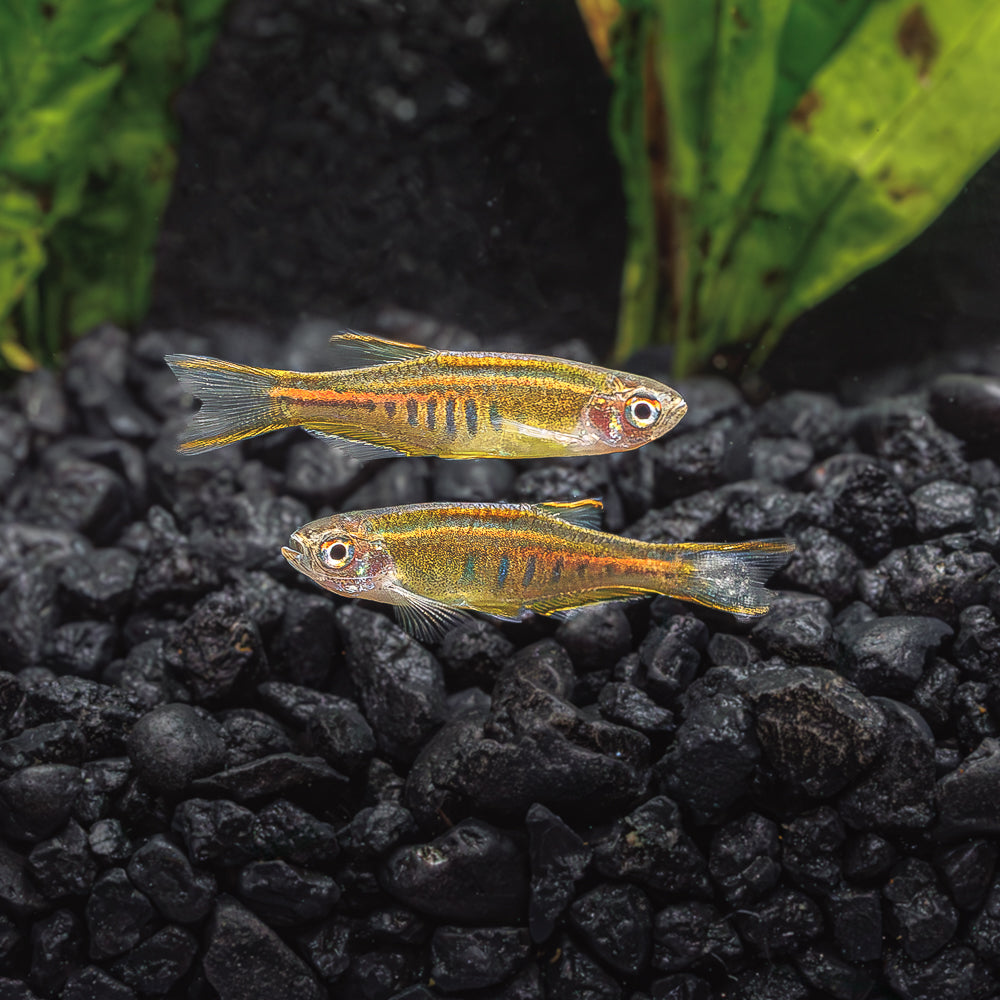 Dánio Choprovo (Danio choprae)