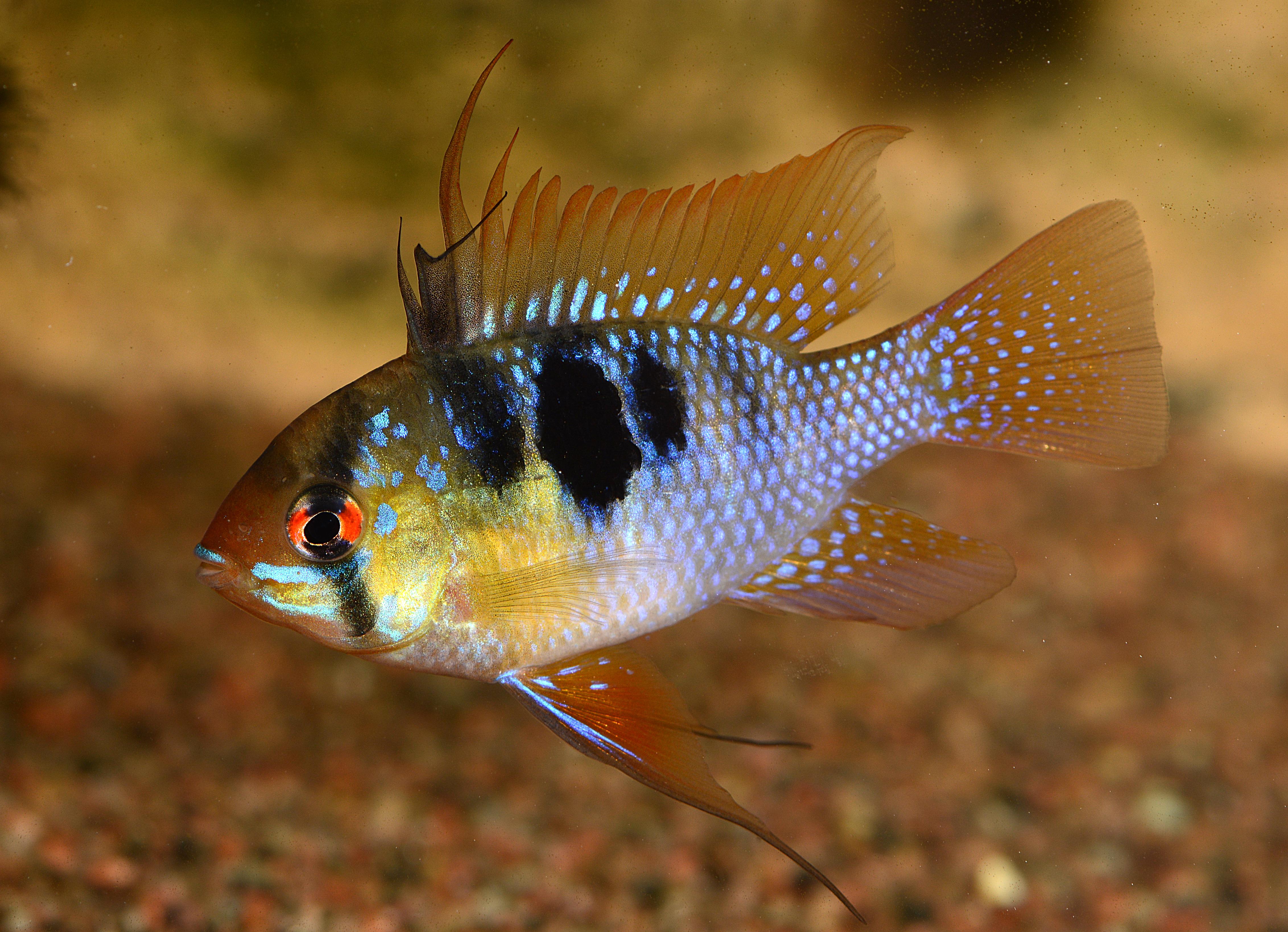 Cichlidka Ramirézova 3 cm (Mikrogeophagus ramirezi)