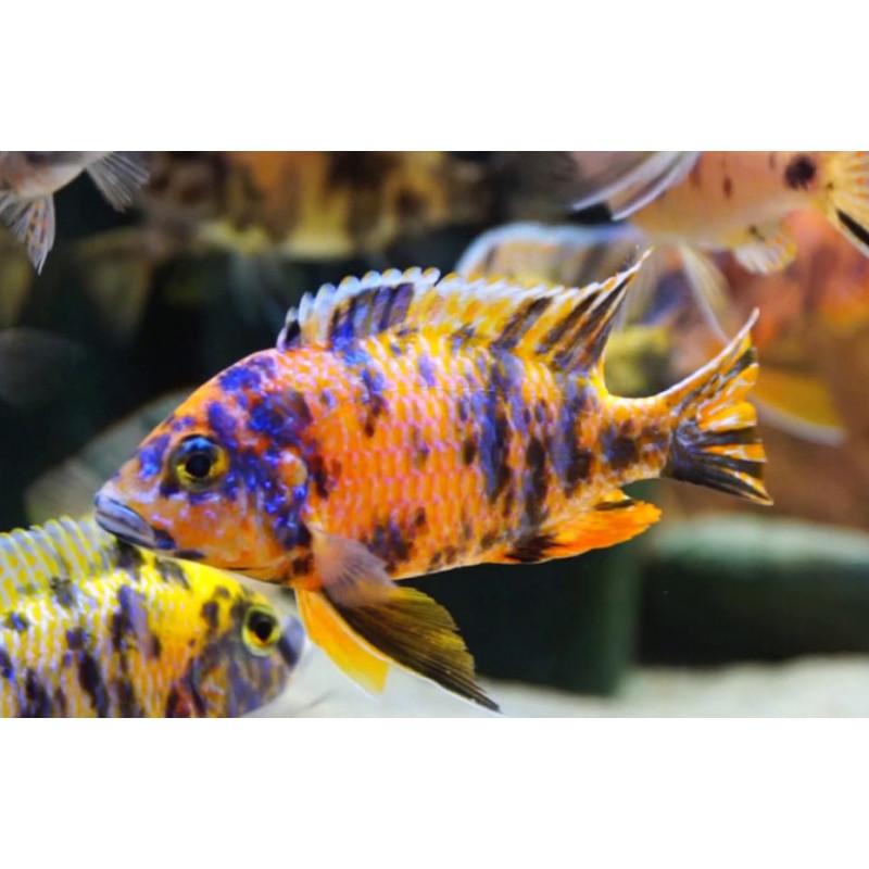 Tlamovec 6-8cm (Aulonocara calico)