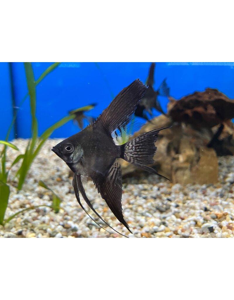 Skalár závojový černá zebra 3,5 cm (Pterophyllum scalare černá zebra závoj 3,5 cm)