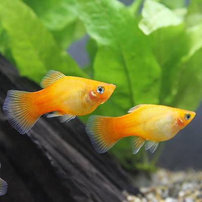 Plata sunset 3 cm (Xiphophorus maculatus sunset 3 cm)