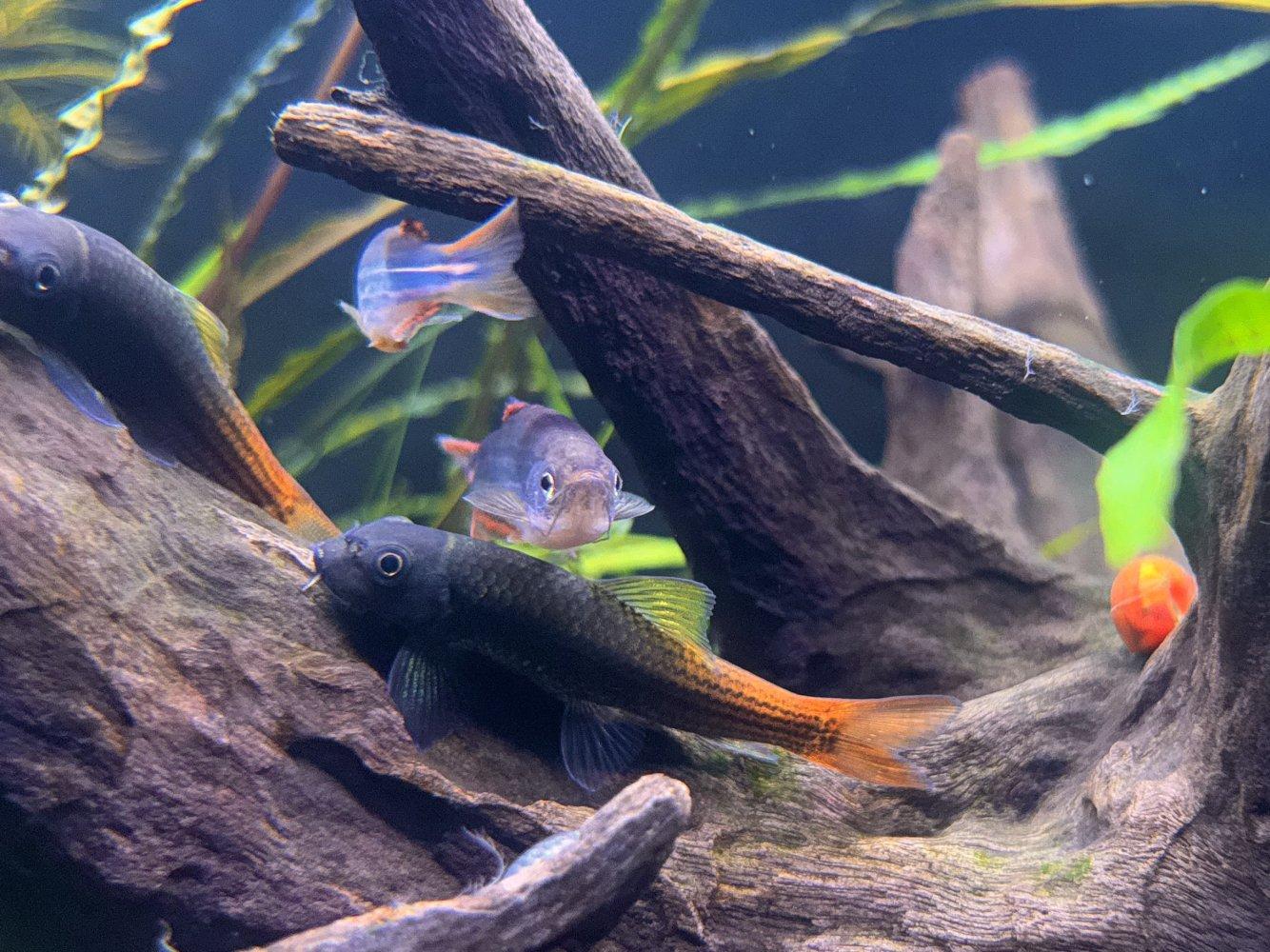 Garra red tail 3cm (Garra sp. Red Tail)