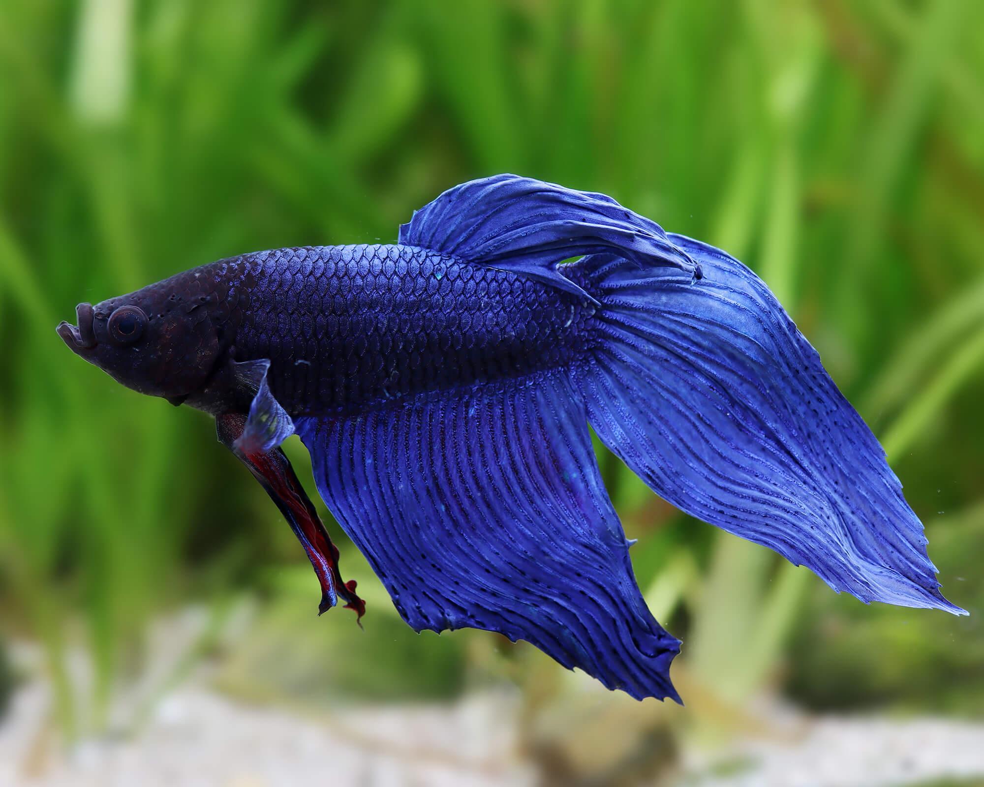 Bojovnice pestrá samec modrý (Betta splendens)