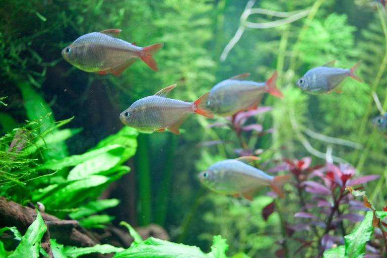 Tetra kolumbijská 2,5cm (Hyphessobrycon columbianus)