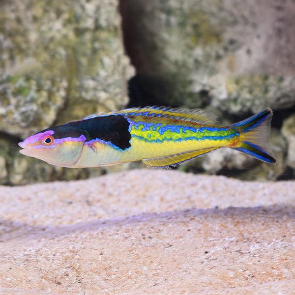  Pyskoun Severnův ( pseudojuloides severnsi   )