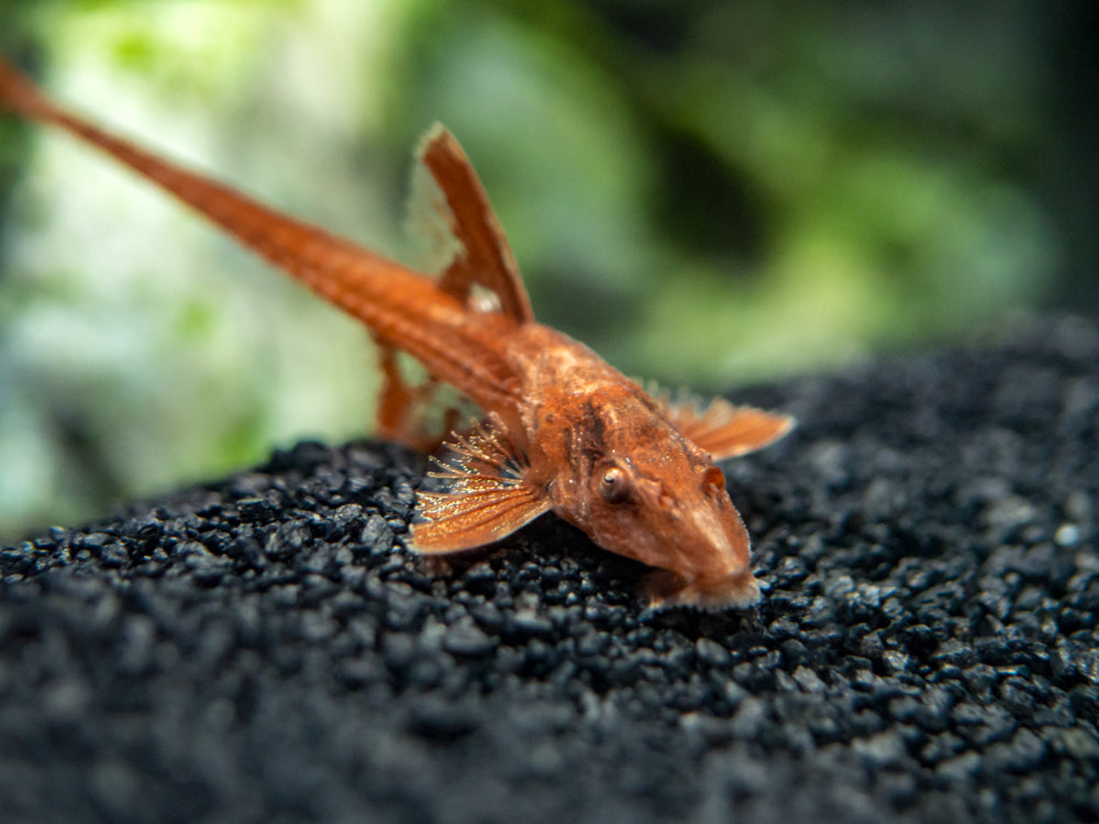 Krunýřovec red 4-5cm (Rineloricaria sp. red)