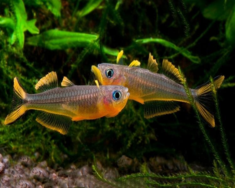 Duhounek vidloocasý 2-2,5cm (Pseudomugil furcatus)
