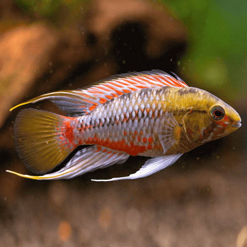 Cichlidka Hongsloi (Apistogramma hongsloi)