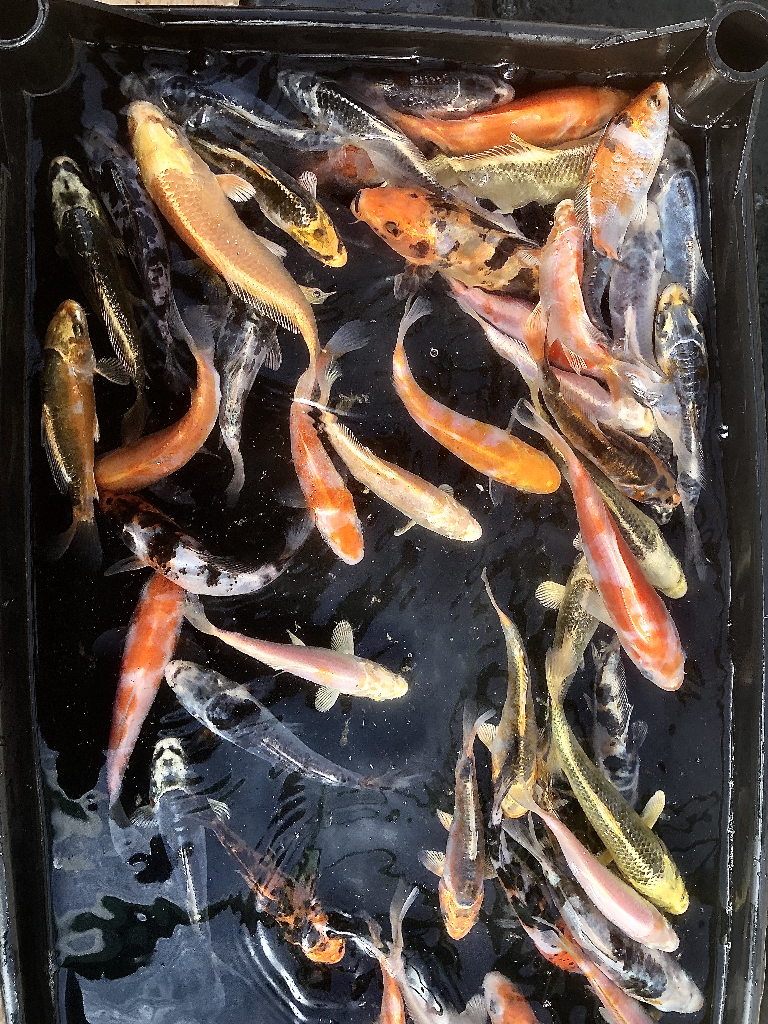 Koi kapr 6-9 cm (Cyprinus carpio 6-9 cm)