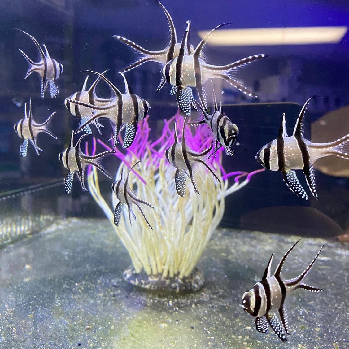 parmovec skvělý (Pterapogon kauderni)