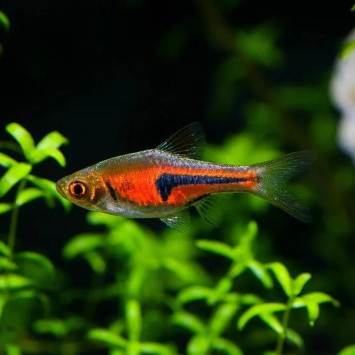 Razbora hengelova 2 cm (Trigonostigma hengeli 2 cm)