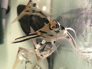 Skalára koi dlouhá forma 3,5cm (Pterophyllum scalare závoj)