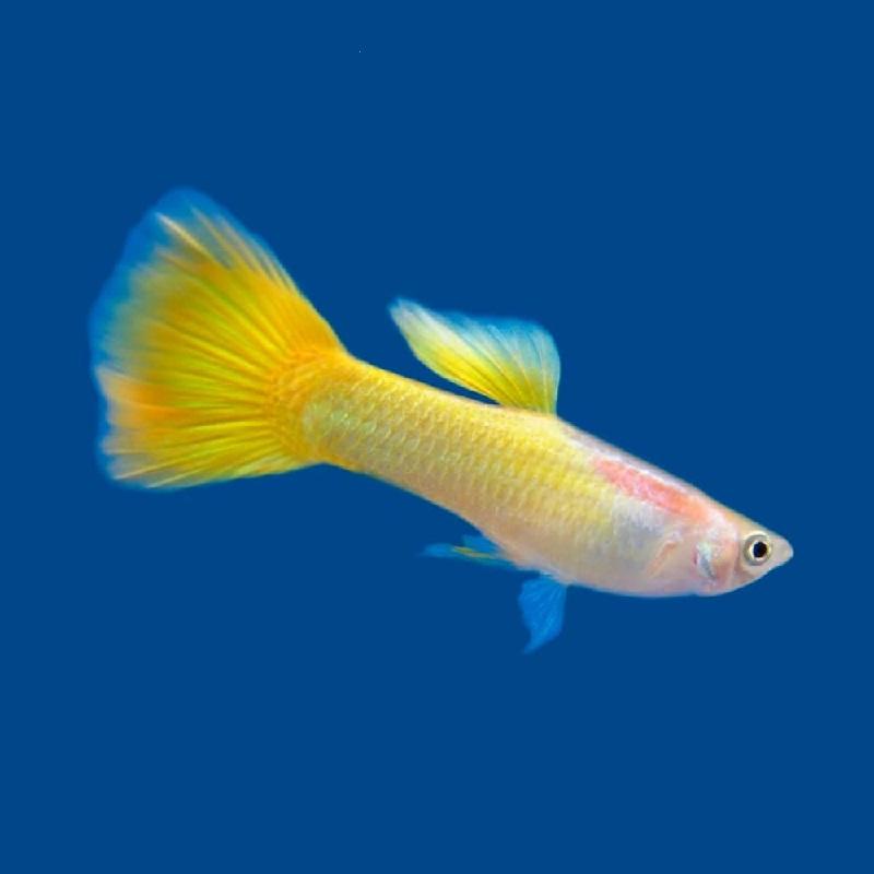 Paví oko German Yellow (Poecilia reticulata German Yellow)