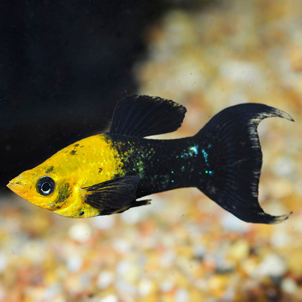 Gold Black Molly lyra 5-6 cm (Poecilia sphenops Gold Black Molly lyra Xl)
