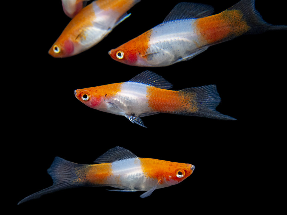 Mečovka koi 5-6 cm (Xiphophorus hellerii koi 5-6 cm)