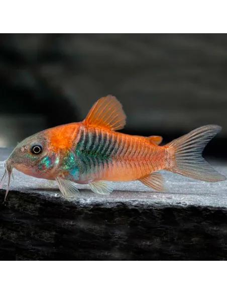 Pancéřníček orange Venezuela 3cm (Corydoras aeneus var. orange Venezuela)