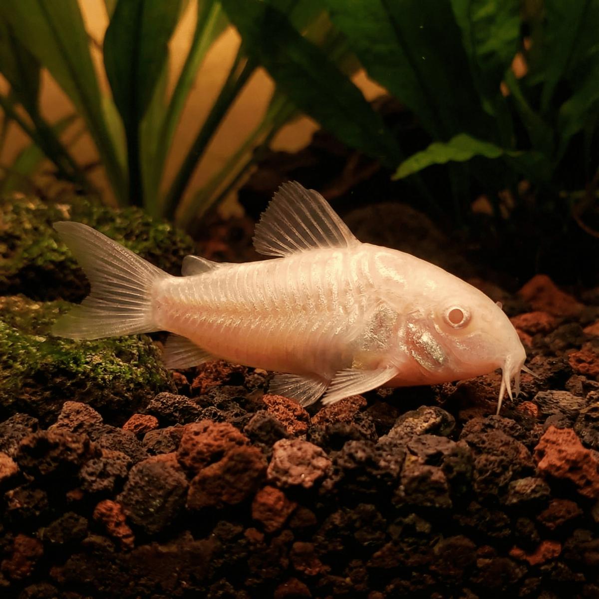 Pancéřníček skvrnitý albín albino 2,5cm (Corydoras paleatus albino)