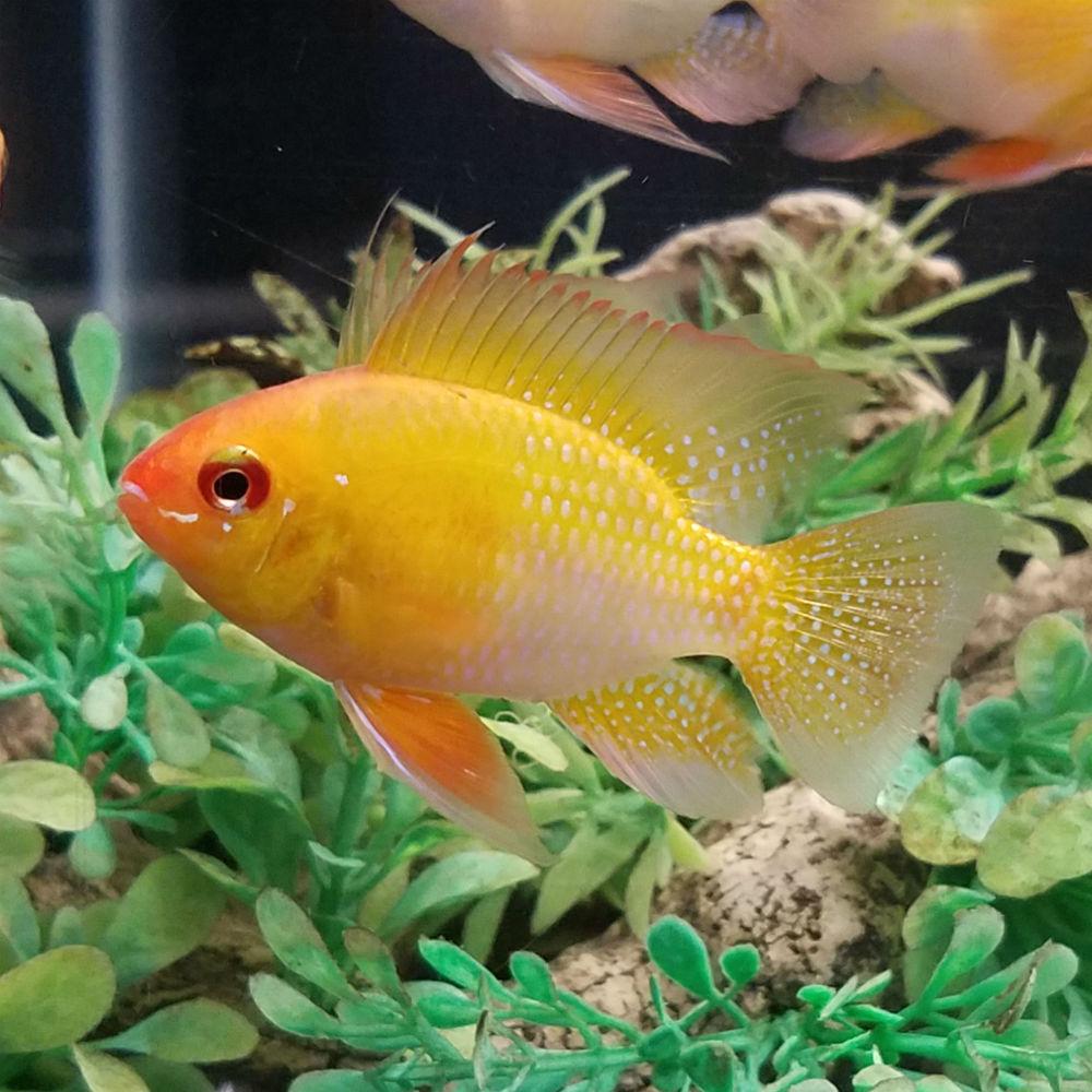 Cichladka Ramirézova zletá 3 cm (Mikrogeophagus ramirezi)