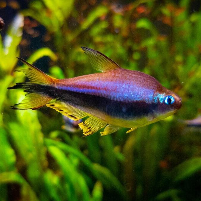 Tetra císařská 2,5-3cm (Nematobrycon palmeri)