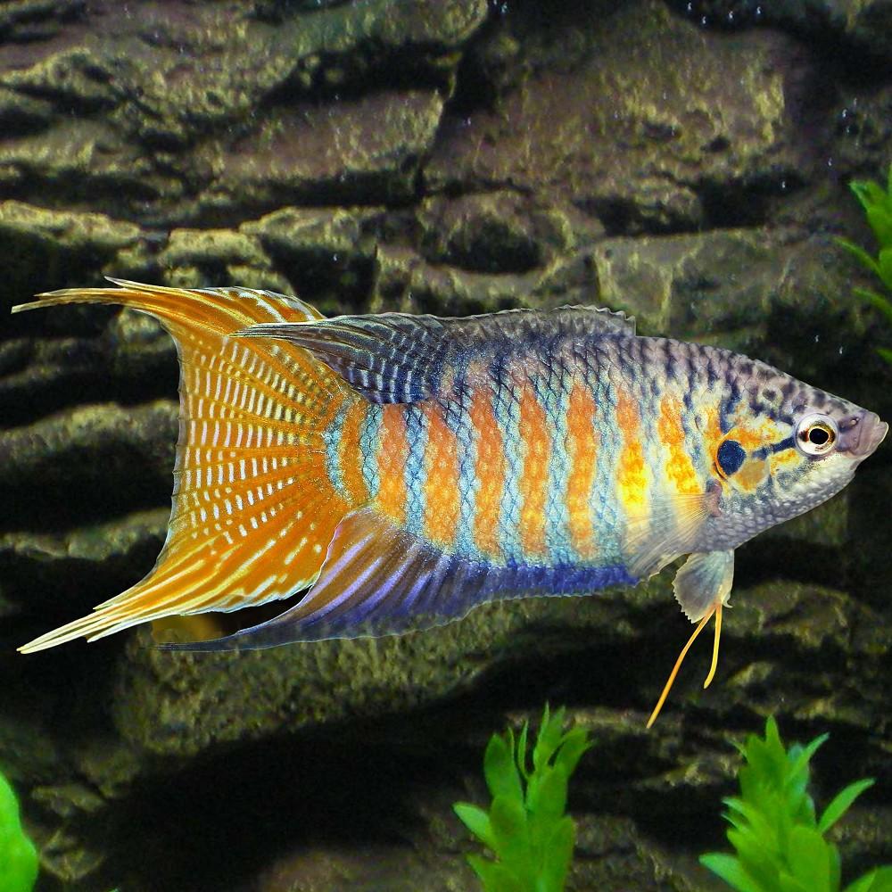 Rájovec dlouhoploutvý 6-7 cm xxl (Macropodus opercularis 6-7 cm xxl)