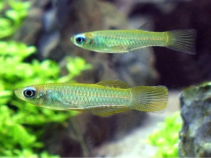 Krásnoočko Normanovo 1,5 cm (Poropanchax normani 1,5 cm)