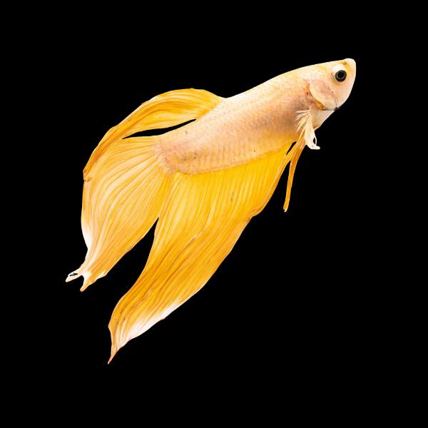 Betta samec žlutý (Betta splendens samec žlutý)