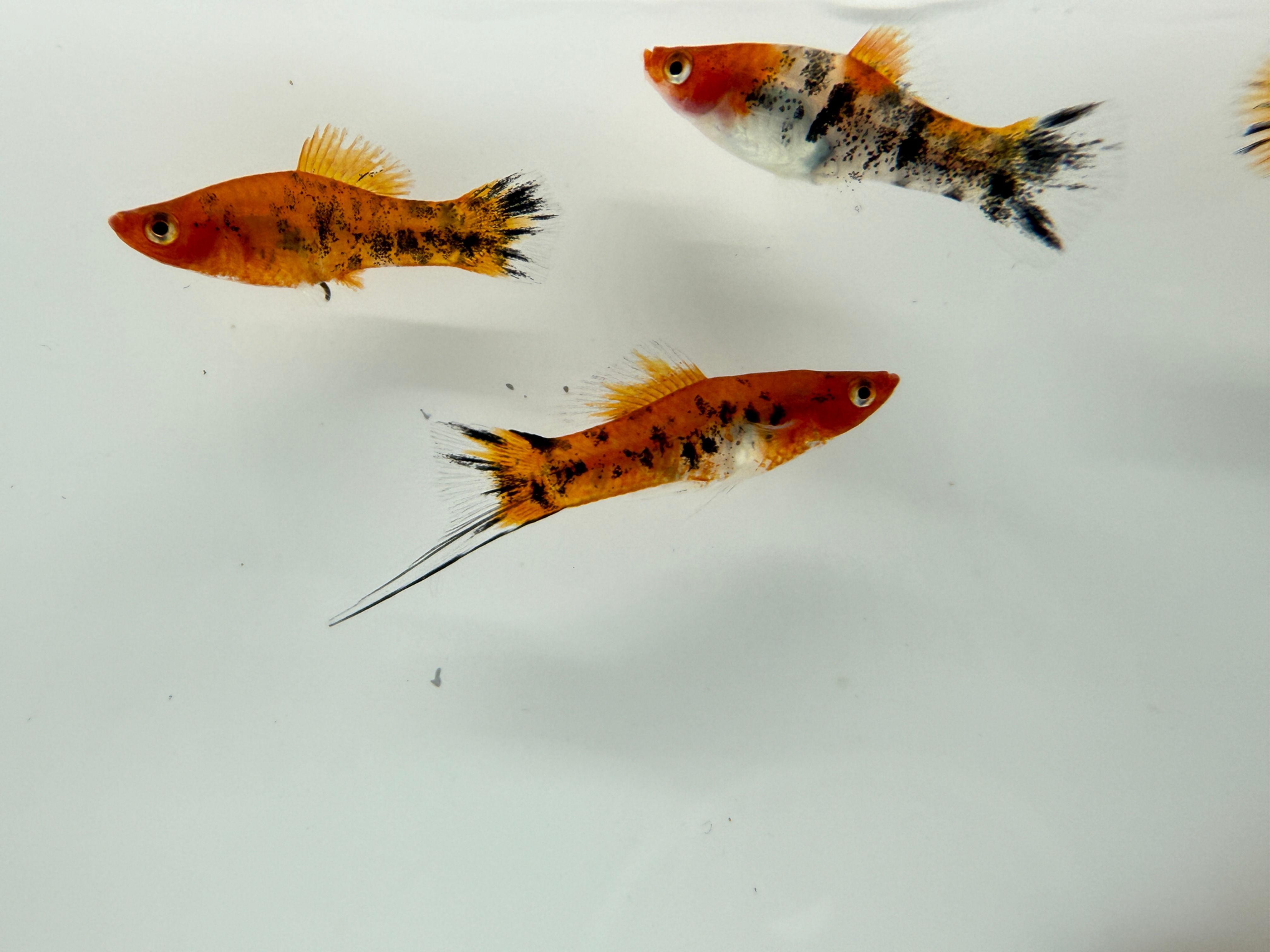Mečovka tricolor 5 cm (Xiphophorus hellerii tricolor 5 cm)