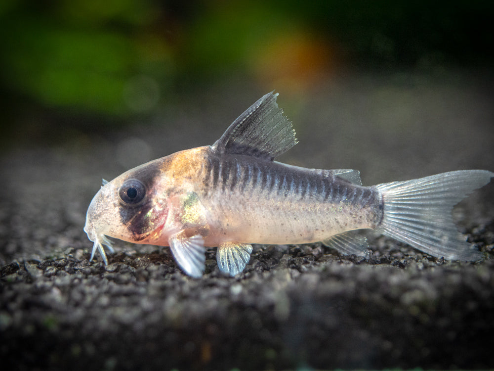 Pancéřníček Adolfův 3cm (Corydoras adolfoi)
