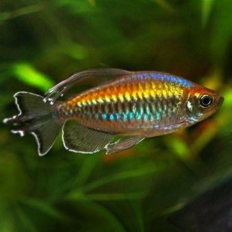 Tetra konžská 5cm (Phenacogrammus interruptus)