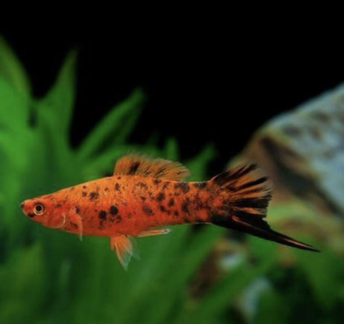 Mečovka Berlinská 4,5cm (Xiphophorus hellerii „Berlin“)