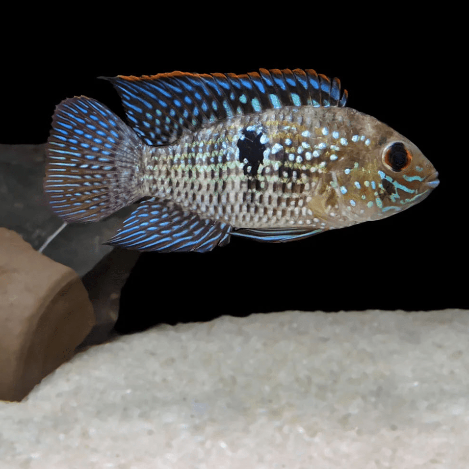 Akara modrá 7cm (Aequidens pulcher)