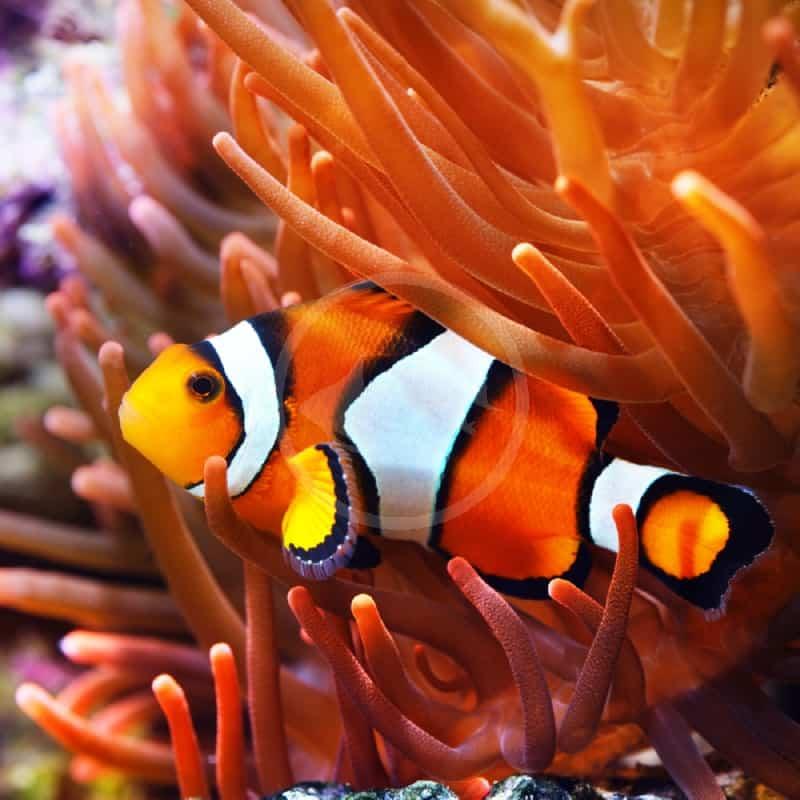 Klaun (Amphiprion ocellaris )