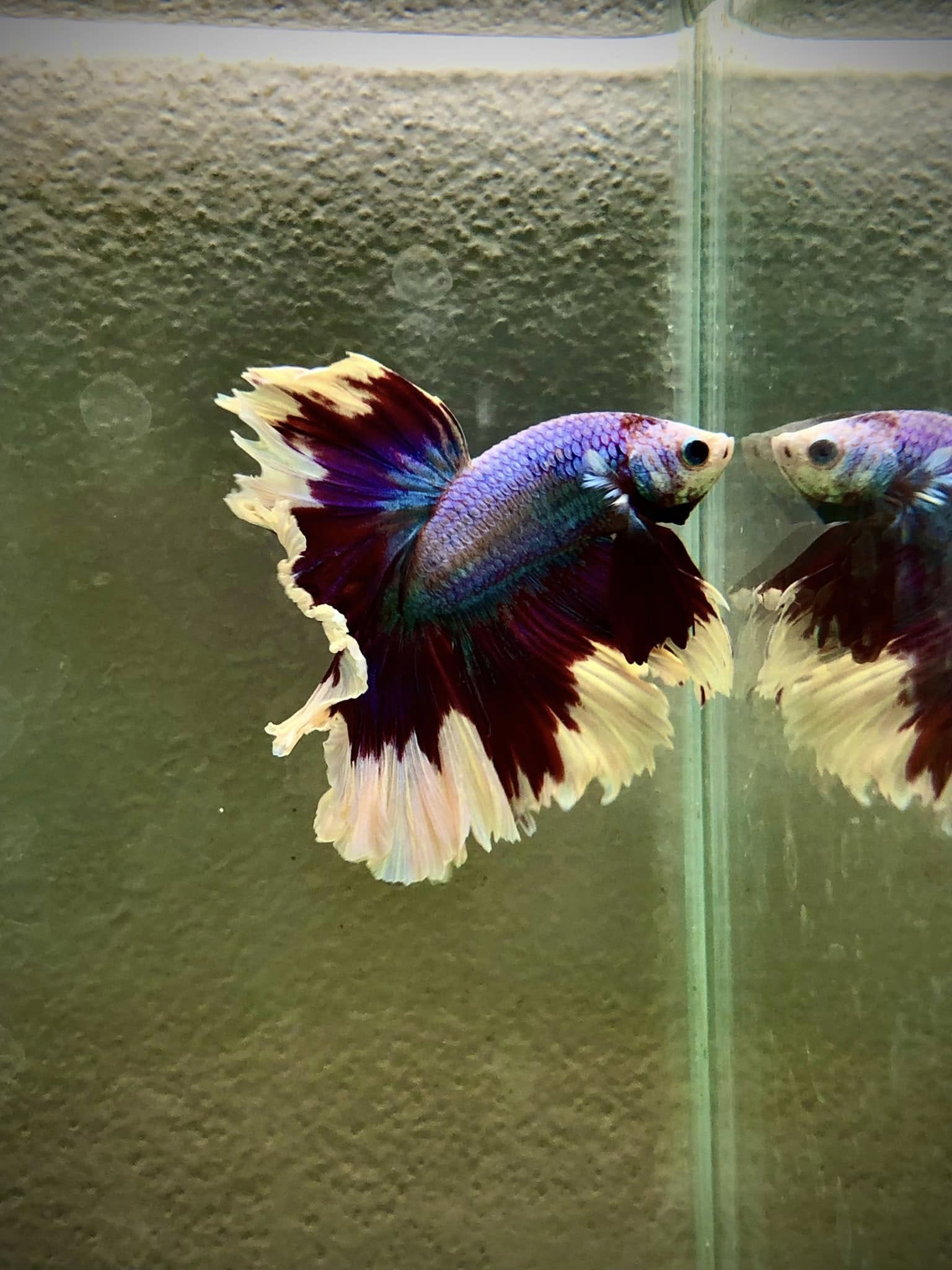 Bojovnice pestrá Half Moon samec bílo fialový (Betta splendens)
