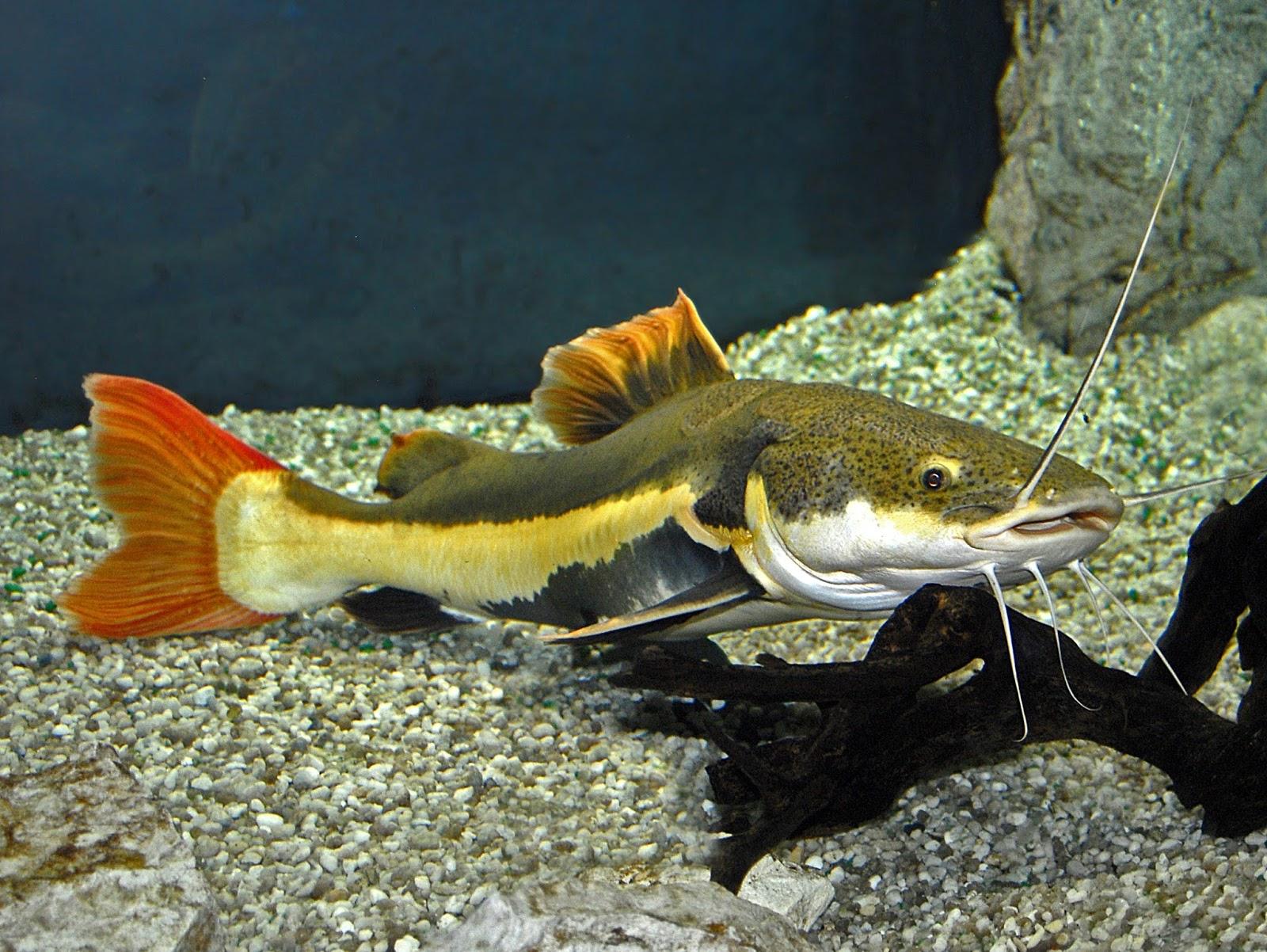 Anténovec červenoocasí (Phractocephalus hemiolipterus 8 cm)