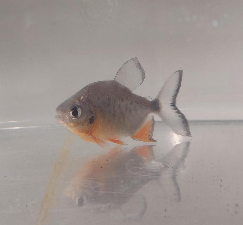 Piraňa plodožravá 4-5cm (Piaractus brachypomus)