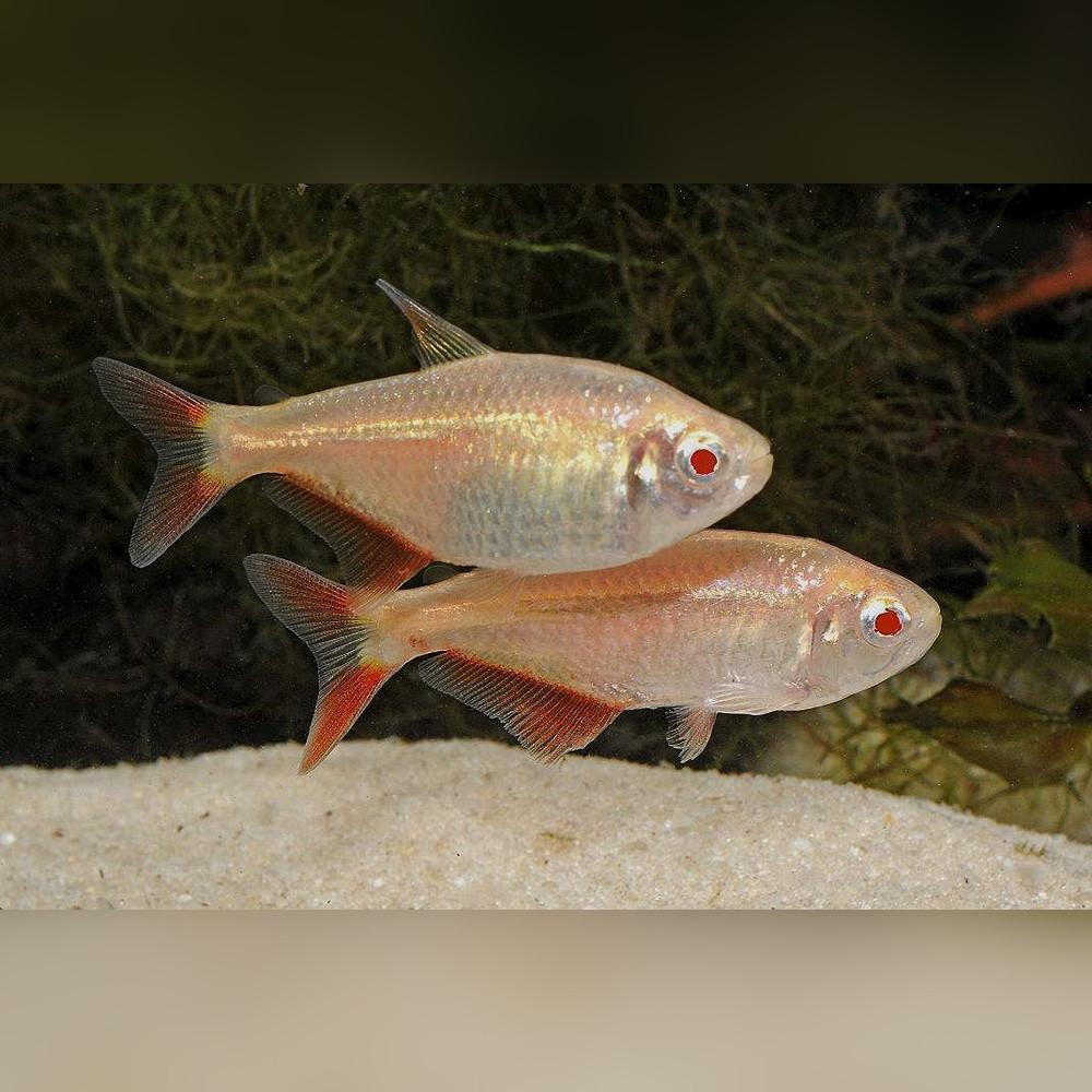 Tetra kosočtverečná gold 2,5cm (Hemigrammus caudovittatus)