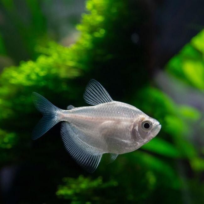Tetra černá zlatá (Gymnocorymbus ternetzi Gold  3 cm)