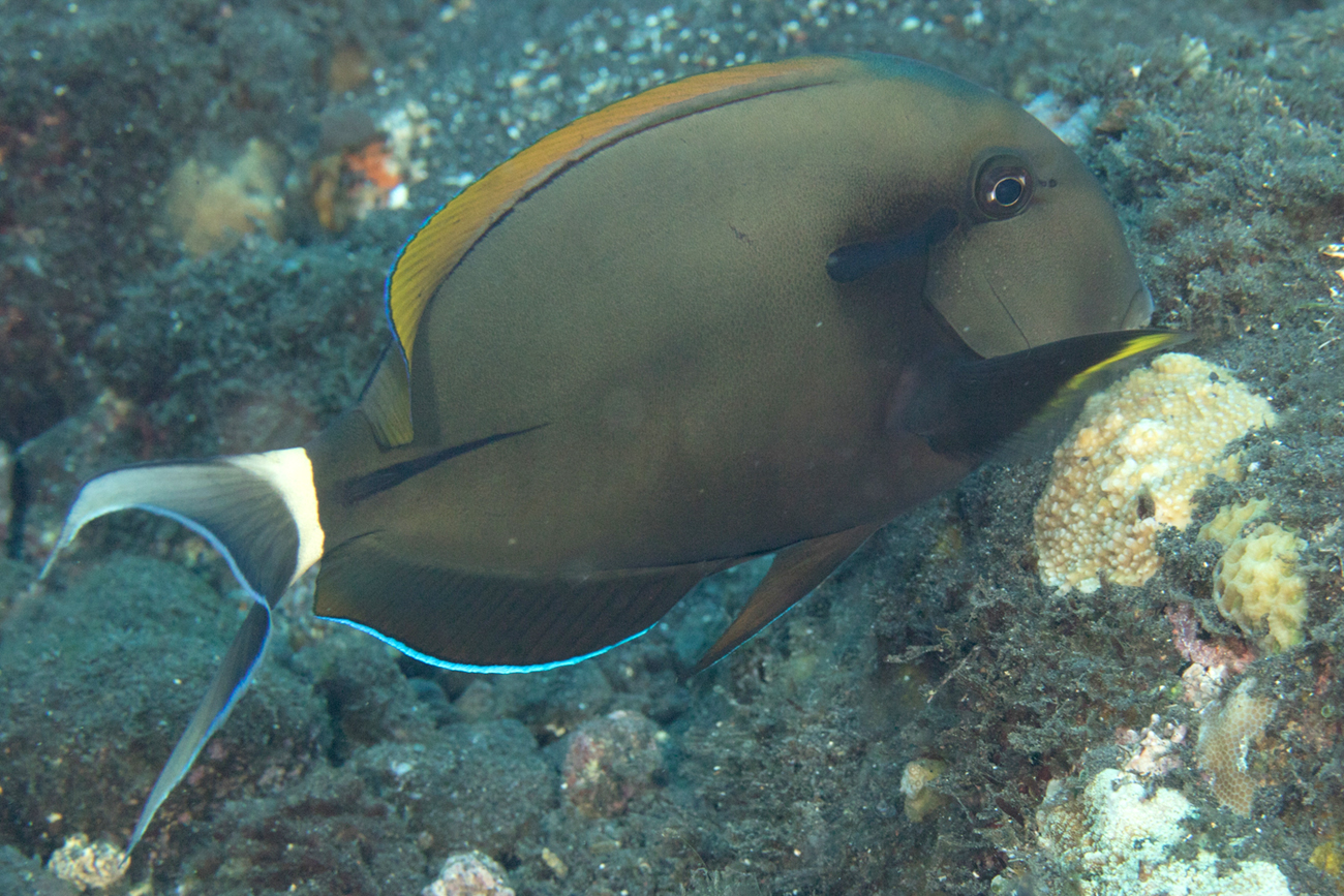 bodlok černopruhý (Acanthurus nigricaudus)