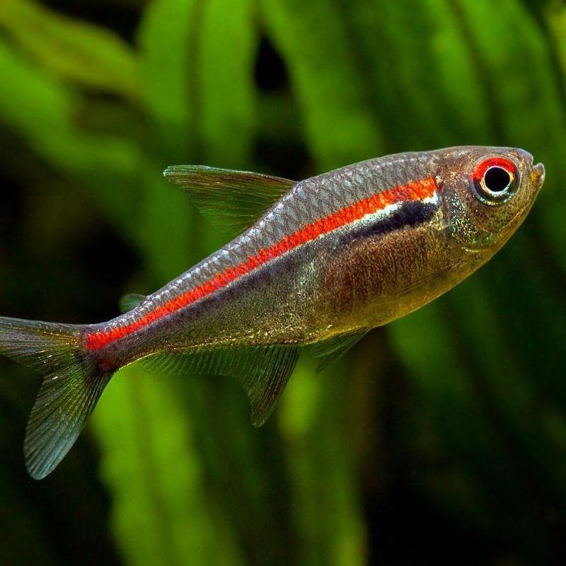 Tetra 2,5-3cm (Hemigrammus amapaensis)